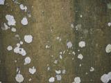 image of grave number 828342